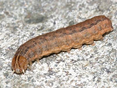 10438 - Armyworm - Mythimna unipuncta