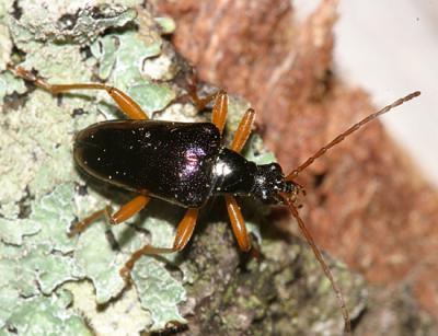 Gaurotes cyanipennis