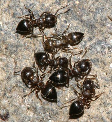 Acrobat Ants - Crematogaster cerasi