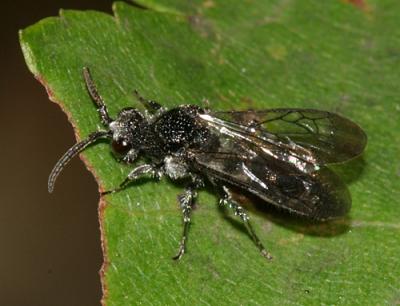 Ephuta sp. (male)