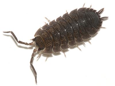 Porcellio scaber