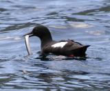 Pigeon Guillemot - Cepphus columba