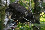 Bald Eagle - Haliaeetus leucocephalus (immature)
