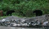 Black Bear - Ursus americanus