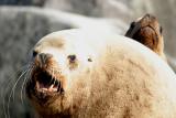 Northern (Steller) Sea Lion - Eumetopias jubatus