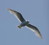 Glaucous-winged Gull - Larus glaucescens