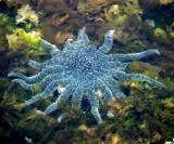 Sunflower Sea Star - Pycnopodia helianthoides