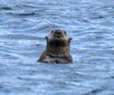 Sea Otter - Enhydra lutris