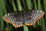 Baltimore Checkerspot - Euphydryas phaeton