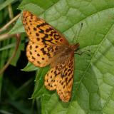 Meadow Fritillary - Boloria bellona