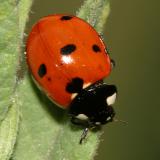 Sevenspotted Lady Beetle - Coccinella septempunctata