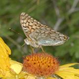 Callippe Fritillary - Speyeria callippe meadii