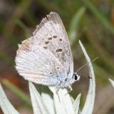 Boisduvals Blue - Plebejus icarioides