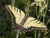 Two-tailed Swallowtail - Papilio multicaudata)