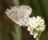 Reakirts Blue - Echinargus isola