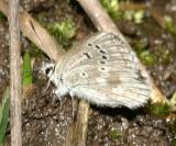Arctic Blue - Plebejus glandon