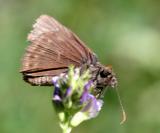 Afranius Duskywing - Erynnis afranius
