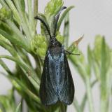 Pre-Pyralid Moths - 3864-4702