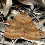 8738 - Clover Looper - Caenurgina crassiuscula