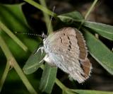 Boisduvals Blue - Plebejus icarioides