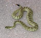 Hopi Western  Rattlesnake - Crotalus viridis nuntius