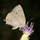 Sylvan Hairstreak - Satyrium sylvinus