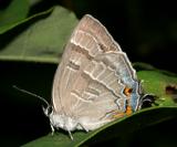 Colorado Hairstreak - Hypaurotis crysalus