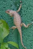 Western Fence Lizard - Sceloporus occidentalis