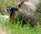 Yellow-bellied Marmot - Marmota flaviventris