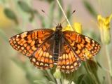 Northern Checkerspot - Chlosyne palla