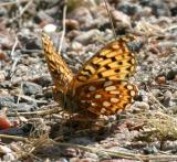 Hesperis Fritillary - Speyeria hesperis hesperis