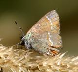 Siva Juniper Hairstreak - Callophrys gryneus siva