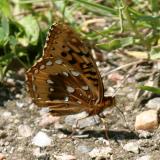 Great Spangled Fritillary - Speyeria cybele