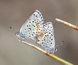Ancilla Blue - Euphilotes ancilla (mating pair)