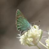 Bramble Hairstreak - Callophrys dumetorum affinis