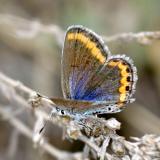 Melissa Blue - Plebejus melissa