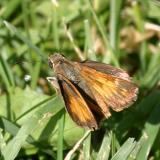 Taxiles Skipper - Poanes taxiles (female)