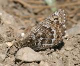 Chryxus Arctic - Oeneis chryxus