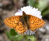 Arctic (Purplish) Fritillary - Boloria chariclea