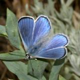 Blue Copper - Lycaena heteronea (male)