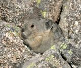 American Pika - Ochotona princeps