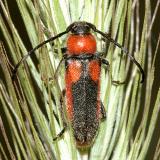 Longhorned Beetles - Cerambycidae