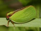 Planthoppers - Fulgoroidea
