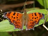 Eastern Comma - Polygonia comma