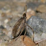 Scolops sulcipes (The Partridge Bug)