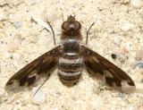Exoprosopa fascipennis