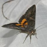 8834 -- The Sweetheart Underwing Moth -- Catocala amatrix