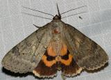 8834 -- The Sweetheart Underwing Moth -- Catocala amatrix