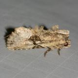 9404 -- Black-banded Brocade Moth -- Oligia modica