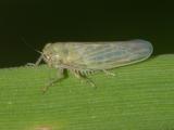 Aster Leafhopper - Macrosteles quadrilineatus